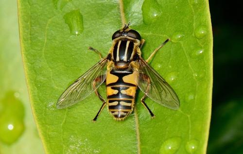 Helophilus pendulus